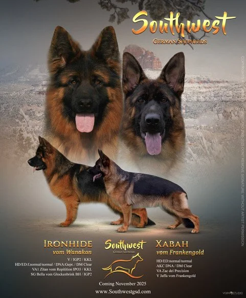 Southwest German Shepherds-Welcome to Southwest German Shepherds